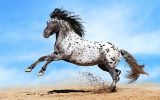 Картинка лошадь, бегущий, Лошади, бежит, бегущая, Бег, Небо, Животные, животное