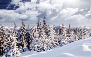 Картинка Ель, Природа, снегу, снега, дерева, ели, деревьев, Облака, облако, дерево, Снег, Деревья, снеге, облачно