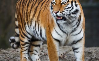 Картинка Тигры, Большие, Крупным, вблизи, планом, кошки, животное, Животные, тигр