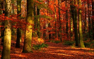 Картинка Листва, Осень, Ствол, деревьев, Природа, дерева, дерево, осенние, лес, Листья, лист, Леса, Деревья