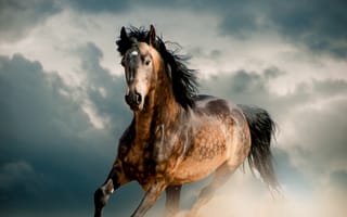 Картинка лошадь, бегущий, животное, Животные, Бег, Лошади, бежит, бегущая