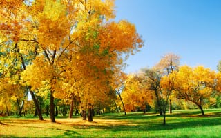 Картинка Осень, Природа, Трава, дерево, деревьев, дерева, Луга, траве, Деревья, осенние
