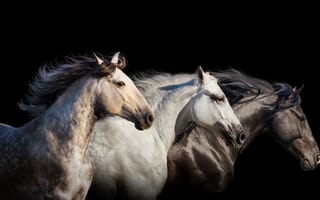 Картинка лошадь, Трое, Черный, фоне, втроем, на, Лошади, черном, Животные, три, животное