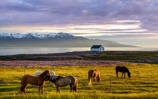 Картинка лошадь, Исландия, животное, Животные, Луга, Лошади
