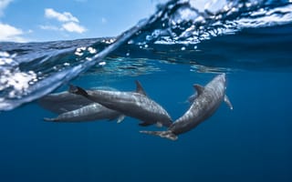 Картинка Дельфины, Подводный, мир, Животные, животное, Вода