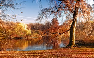 Картинка Листья, Осень, Пруд, года, дерева, Деревья, осенние, лист, Листва, дерево, Времена, сезон, деревьев, Природа