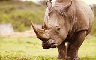 Картинка Носороги, Животные, планом, животное, вблизи, Крупным