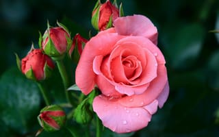 Картинка Розы, розовая, Цветы, розовых, Розовый, Крупным, розовые, вблизи, планом