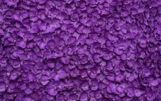 Картинка Текстура, Орхидеи, фиолетовых, лепестков, фиолетовая, фиолетовые, Цветы, Фиолетовый, Лепестки