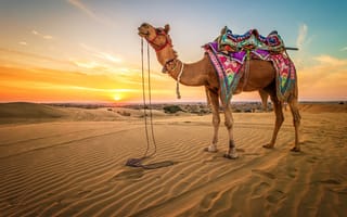 Картинка Верблюды, пустыня, песка, песке, Животные, животное, Пустыни, Песок, Рассветы, закат, закаты, рассвет
