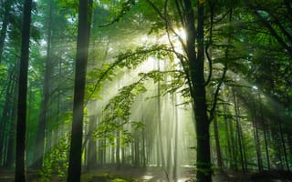 Картинка Лучи, света, дерева, Природа, Германия, дерево, Деревья, деревьев, Schwarzwald, лес, Леса