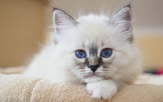 Картинка котенок, кошка, Животные, Взгляд, Белый, коты, Birman, морды, Кошки, белых, смотрит, котят, белые, белая, Котята, животное, смотрят, котенка, кот, Морда