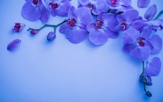 Картинка Орхидеи, Лепестки, открытки, Фиолетовый, ветвь, лепестков, фиолетовые, Шаблон, фиолетовая, Ветки, цветок, ветка, орхидея, на, ветке, фиолетовых, Цветы, поздравительной
