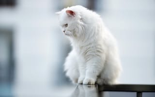 Картинка коты, Размытый, боке, Белый, Животные, Сидит, кот, Пушистый, пушистая, сидя, кошка, белая, животное, белые, сидящие, пушистые, белых, Кошки
