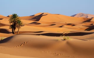 Картинка Марокко, Erg, песка, Следы, след, Песок, пальма, Пустыни, Пальмы, песке, пустыня, пальм, Природа, Chebbi
