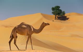 Картинка Верблюды, пустыня, Пустыни, животное, верблюд, Животные, Сбоку