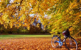Картинка лист, Велосипед, осенние, Листва, Листья, на, ветвь, ветка, велосипеды, Ветки, Осень, ветке, велосипеде, Природа