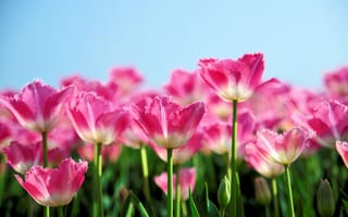 Картинка тюльпаны, розовый, весна