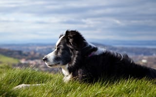 Картинка трава, собака, небо