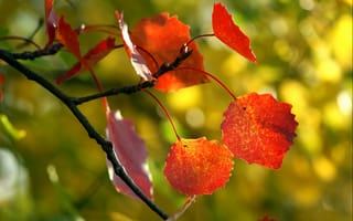 Картинка природа, дерево, осенние, красивые с природой, осень, листья
