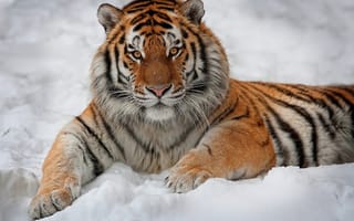 Картинка полосатый, взгляд, лежит, снег, тигр, красавец, интерес, смотрит