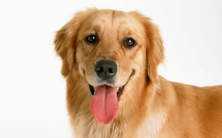 Картинка ретривер, пес, собака, морда, язык, золотистый