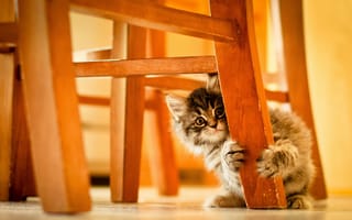 Картинка Котенок, кот, кошка, стул, игра, игривый