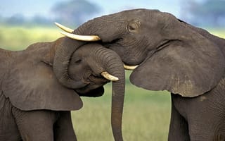 Картинка Слоны обнимаются