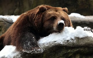 Картинка Бурый медведь