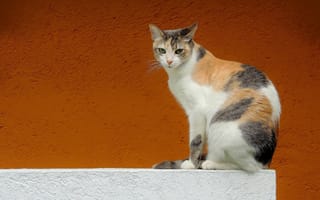 Картинка кошка, трёхцветная кошка