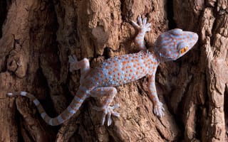 Картинка дерево, ящерица, геккон, tokay gecko