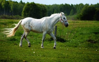 Картинка белая лошадь, белый, домашний, домашний скот, животное, за городом, зеленый, крупный план, лошадь, млекопитающее, на открытом воздухе, небо, пастбище, пейзаж, поле, сельский, сельское хозяйство, трава, ферма