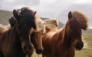Картинка mustang, грива, жеребец, кобыла, конница, конный спорт, лошади, лошадь, млекопитающее, на открытом воздухе, пони