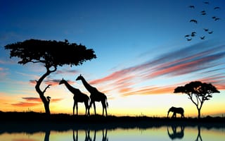 Картинка сафари, Жираф, живая природа, дерево, силуэт