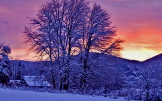 Картинка зима, снег, дерево, замораживание