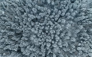 Картинка Аэрофотосъемка, вид сверху, деревья, зима, лес, покрытый снегом, снежный, снимок с квадрокоптера, холодная погода