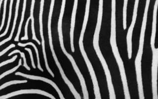 Картинка зебра печати, зебра, животных печати, нашивки, живая природа
