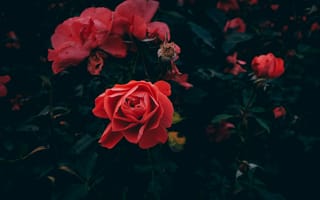 Картинка цветок, цветковое растение, красный цвет, сад роз, лепесток