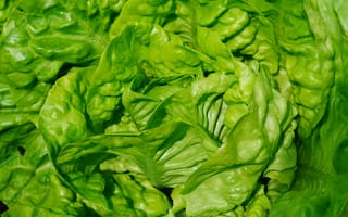 Картинка листовой овощ, овощ, зеленый, лист, Мангольд