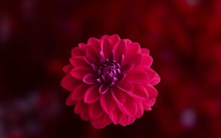 Картинка георгин, цветок, цветковое растение, лепесток, красный цвет