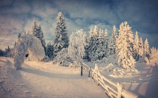 Картинка снег, зима, дерево, природа, замораживание