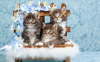 Картинка котенок, мейн кун, британская короткошерстная, кошачьих, бенгальская кошка
