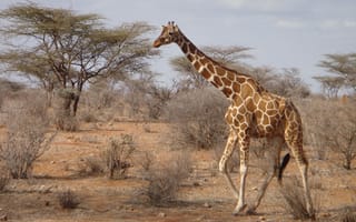 Картинка Саванна, Жираф, жирафовые, наземные животные, живая природа
