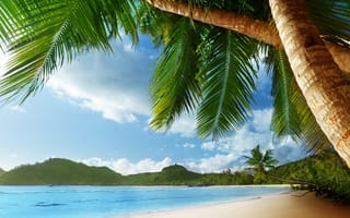 Картинка пляж, тропическая зона, Карибский бассейн, Пальма