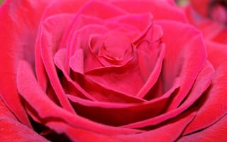 Картинка Цветы, Лепестки, Бутон, Крупным Планом, Красная Роза