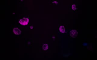 Картинка Медузы, Темные, Подводный, Свечение, Темный, Фиолетовый
