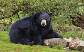 Картинка Животные, Лес, Медведь, Черный Медведь