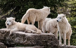 Картинка волки, арктический, стая, сон, лежит, отдых, природа, волк, зоопарк, деревья, лежат, белые, белый, спят, полярный, камни, группа