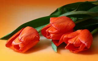 Картинка тюльпаны, валентинов, день, всех, влюленных, святого, валентина, жвн, макро, мбг, нфд, поздравление