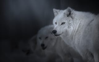 Картинка животные, волки, койоты, шакалы, полярный, волк, взгляд